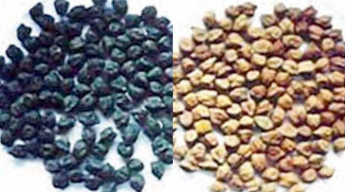 Bio priming: जैविक बीज टीकाकरण विधि खेती की लागत घटाने और मुनाफ़ा बढ़ाने में कैसे बेहद उपयोगी है?