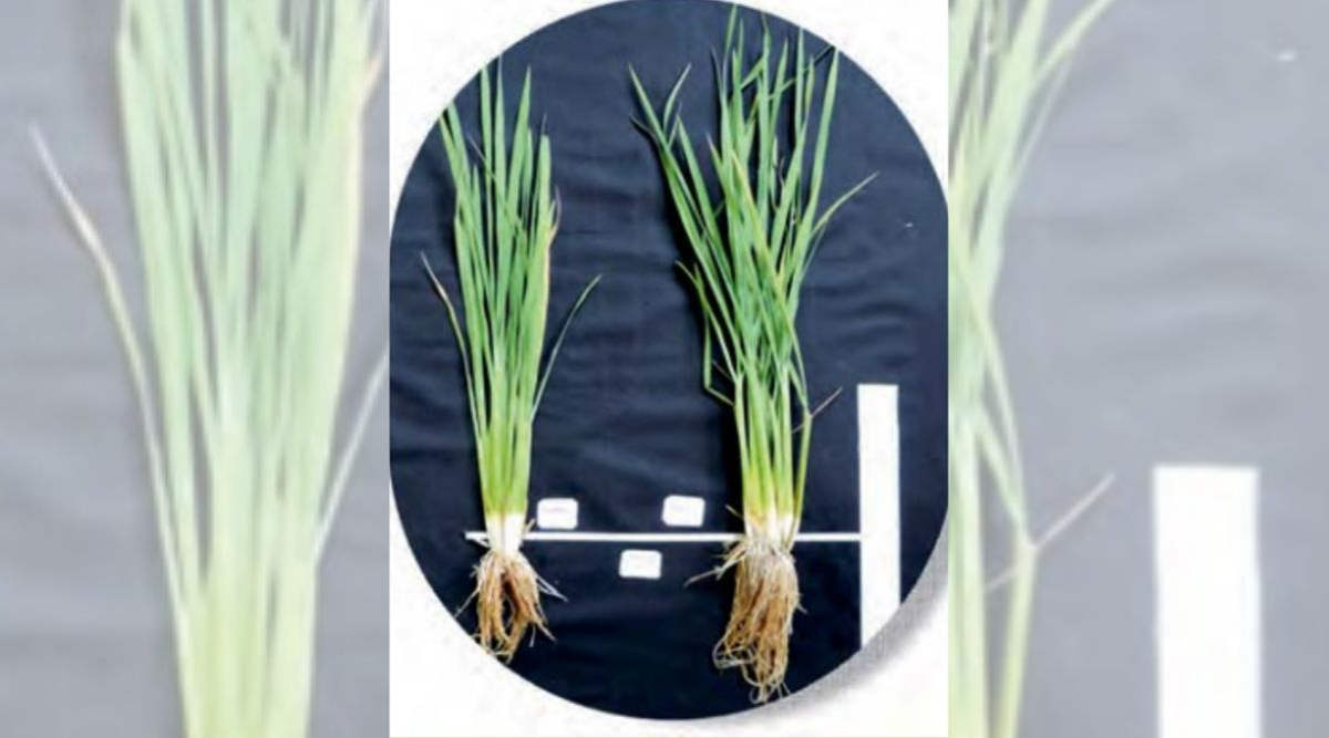 Bio priming: जैविक बीज टीकाकरण विधि खेती की लागत घटाने और मुनाफ़ा बढ़ाने में कैसे बेहद उपयोगी है?