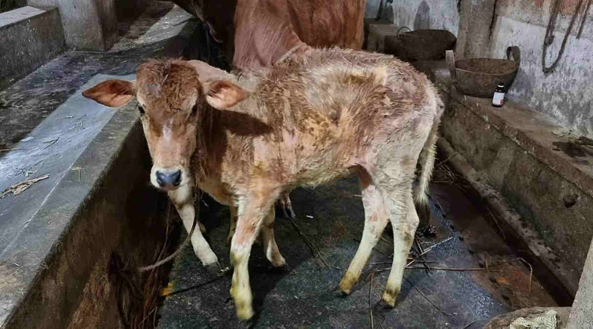 Dairy Cattles नवजात बछड़ों