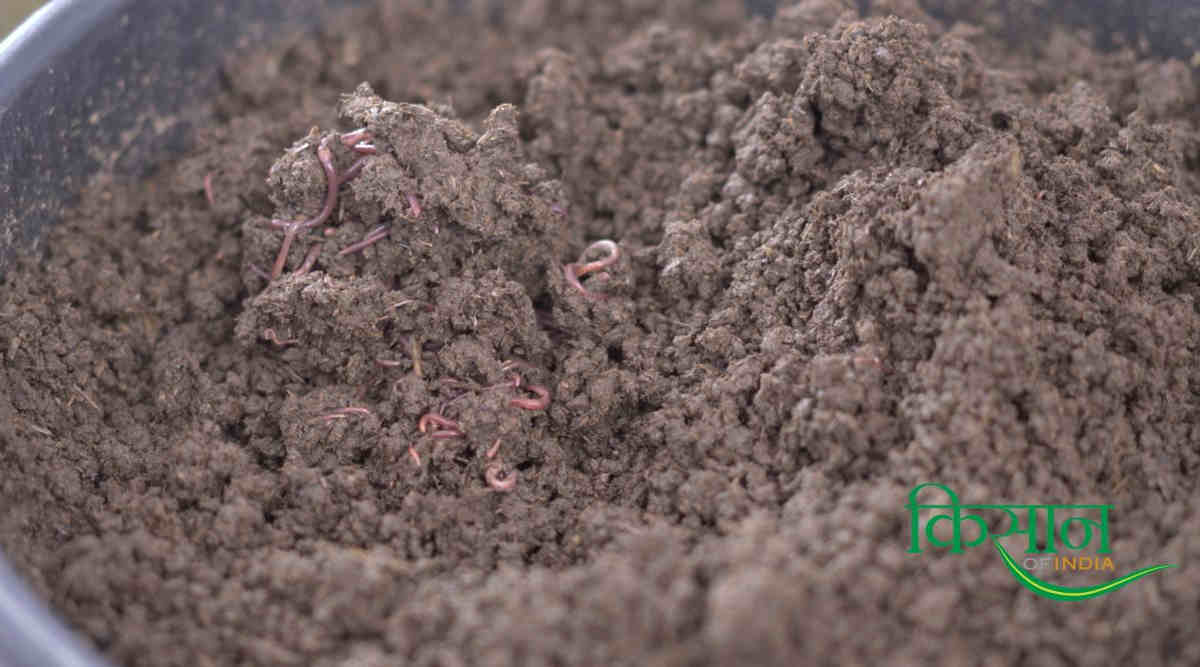 Vermicompost (केंचुआ खाद / वर्मीकम्पोस्ट)