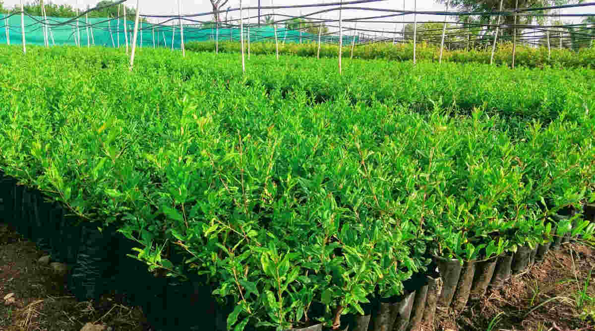 अनार की खेती में वायु दाब तकनीक pomegranate farming