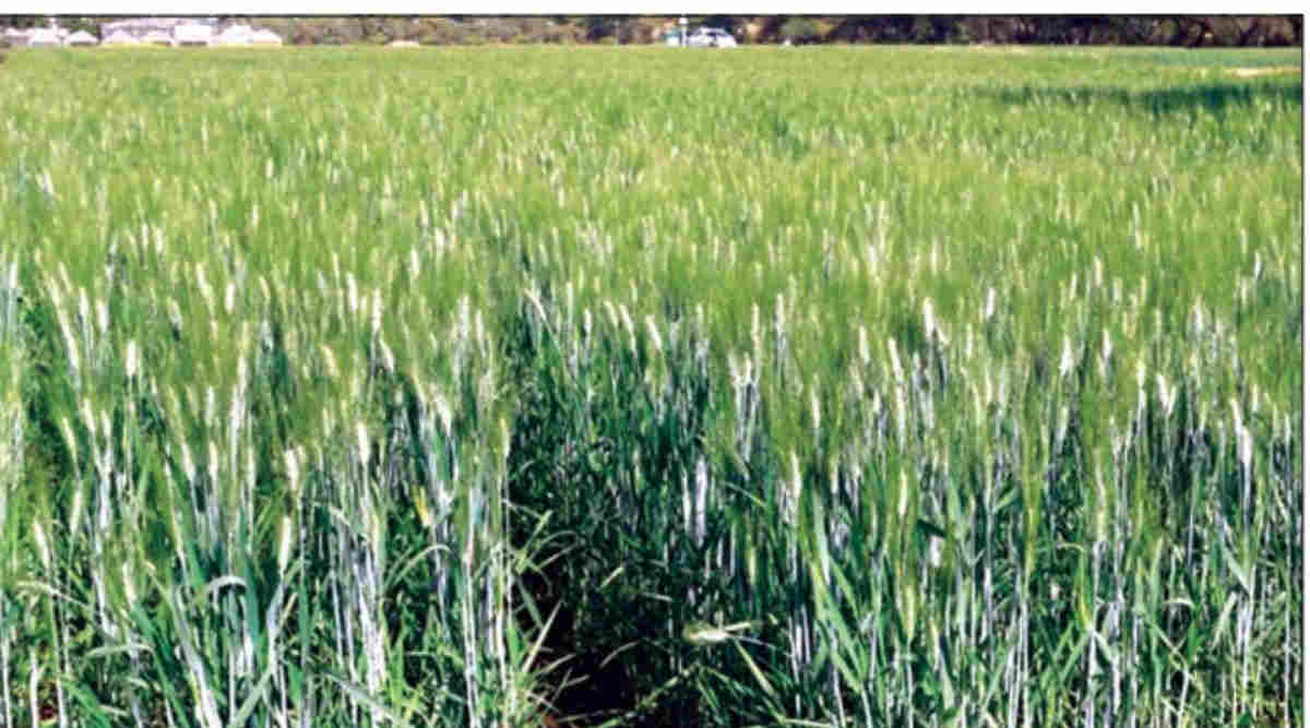 कठिया किस्में गेहूं की खेती Kathiya Wheat Farming 3