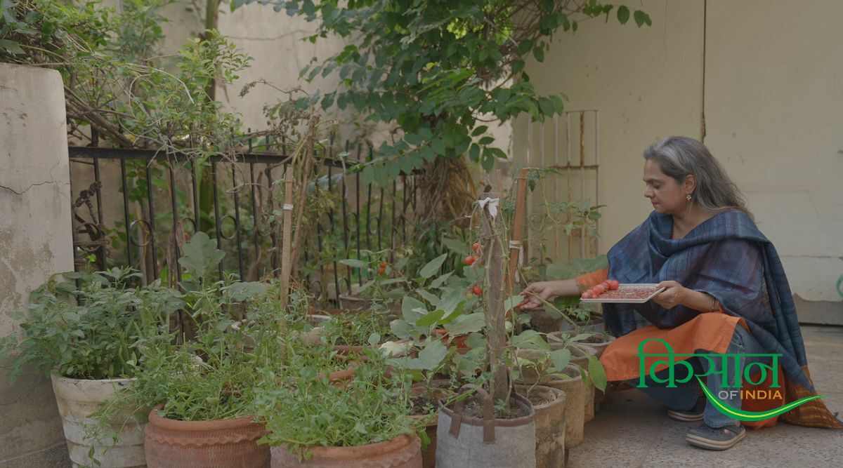 अतिथि पोपली (किचन गार्डन Kitchen Garden) अतिथि पोपली (किचन गार्डन Kitchen Garden)