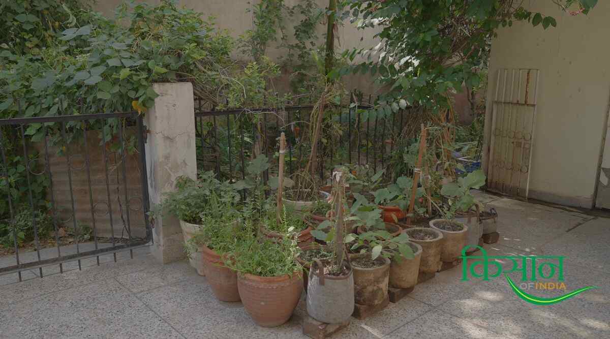 किचन गार्डन Kitchen Garden किचन गार्डन kitchen garden