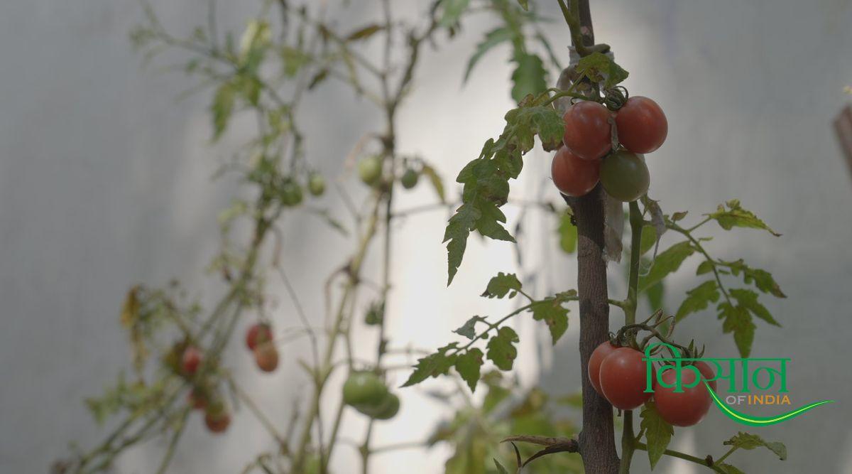 किचन गार्डन Kitchen Garden किचन गार्डन Kitchen Garden