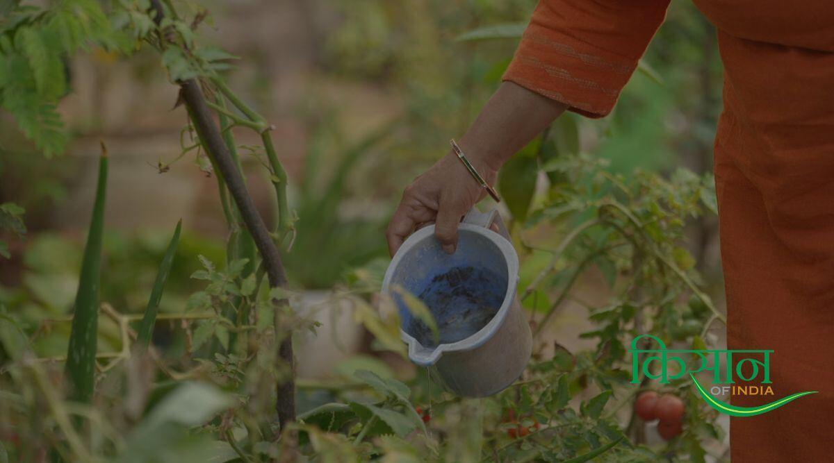 किचन गार्डन Kitchen Garden किचन गार्डन kitchen garden