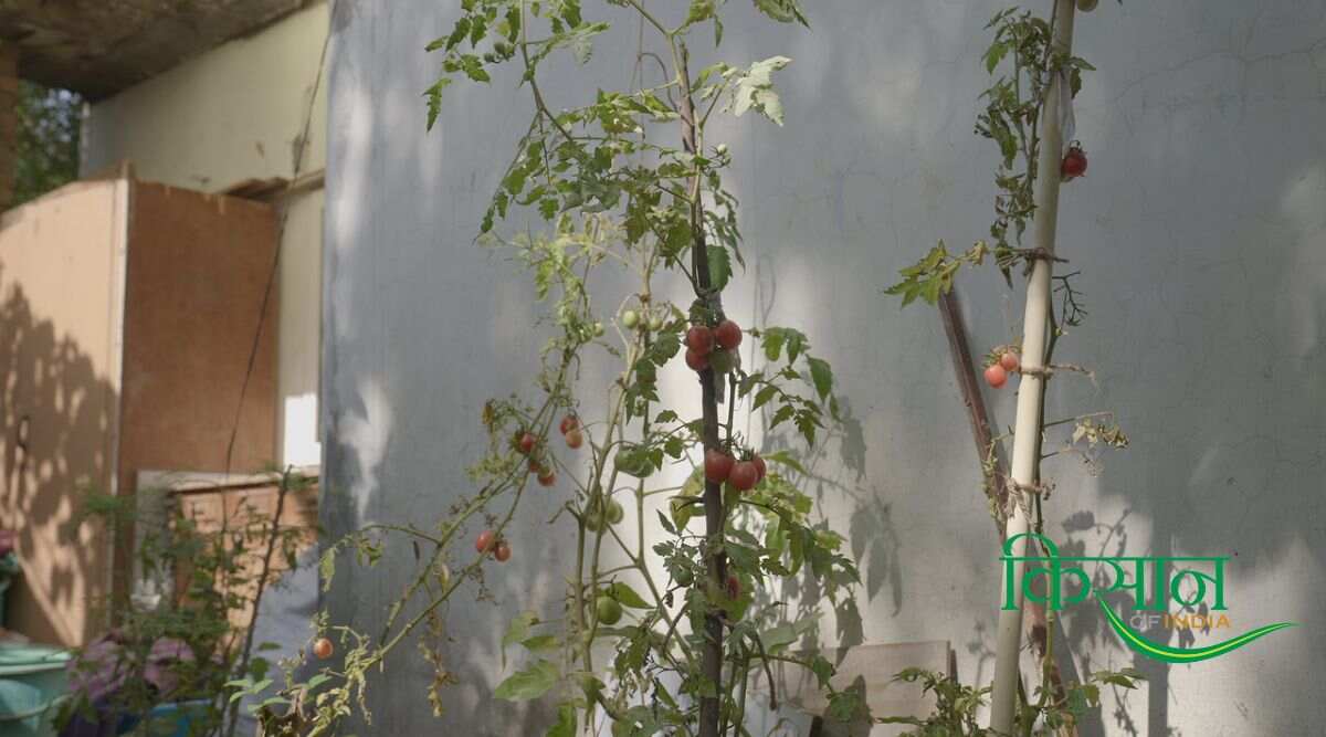 किचन गार्डन Kitchen Garden किचन गार्डन Kitchen Garden