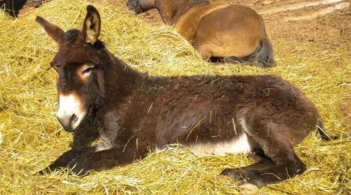 गधी के दूध गधा पालन Donkey Farming