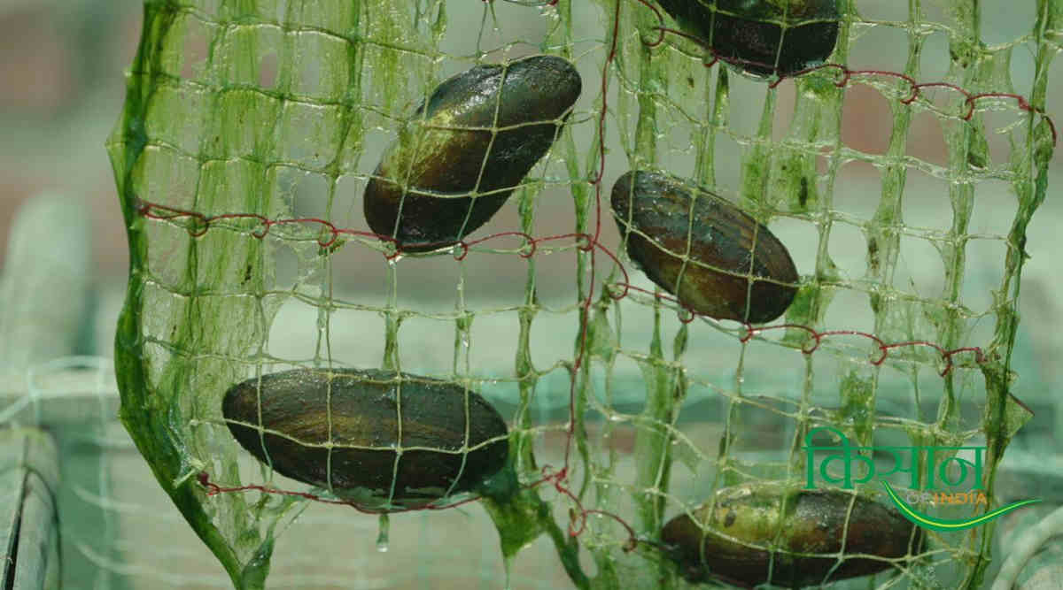 मोती की खेती - Pearl Farming मोती की खेती - Pearl Farming