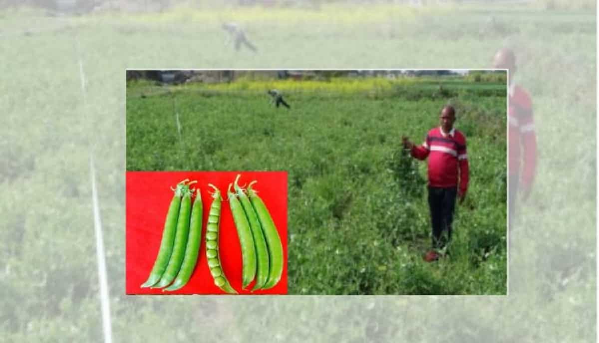 मटर की खेती (Peas Farming): किसान सहभागी बीज उत्पादन कार्यक्रम के ज़रिए नैनीताल में हो रहा मटर की उन्नत किस्मों का बीज उत्पादन मटर की खेती