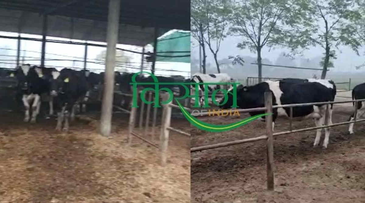 डेयरी फ़ार्म saranjeet kaur dairy farm दूध का उत्पादन 2
