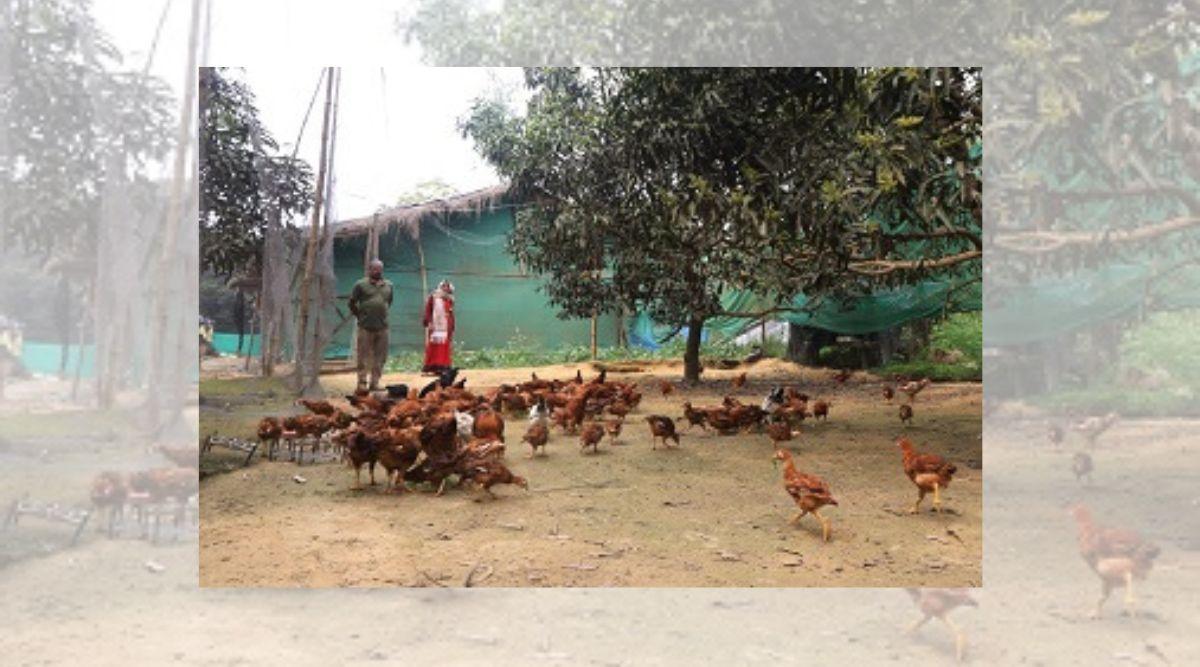 बैकयार्ड मुर्गी पालन (Backyard Poultry Farming) बैकयार्ड मुर्गी पालन (Backyard Poultry Farming)