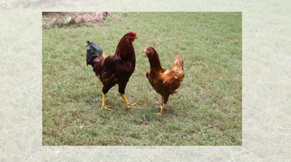 बैकयार्ड मुर्गी पालन में कैरी निर्भीक नस्ल बैकयार्ड मुर्गी पालन (Backyard Poultry Farming)