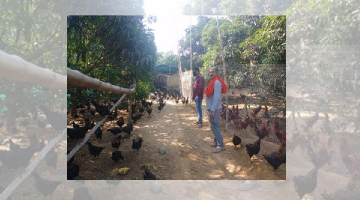 बैकयार्ड मुर्गी पालन (Backyard Poultry Farming) बैकयार्ड मुर्गी पालन (Backyard Poultry Farming)