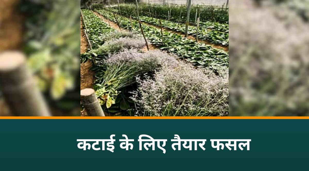 Statice Flower स्टेटिस फूल की खेती 2