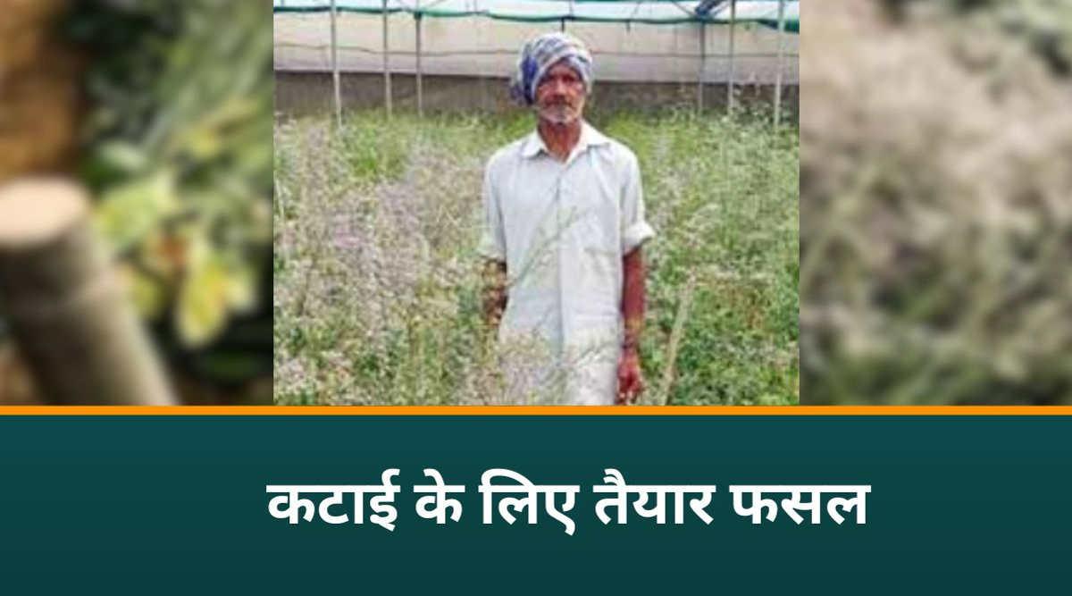 Statice Flower स्टेटिस फूल की खेती 3
