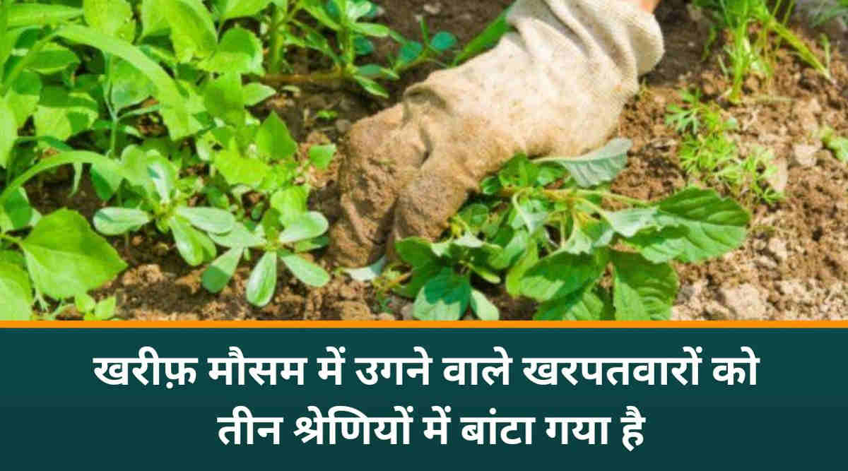 खरपतवार नियंत्रण