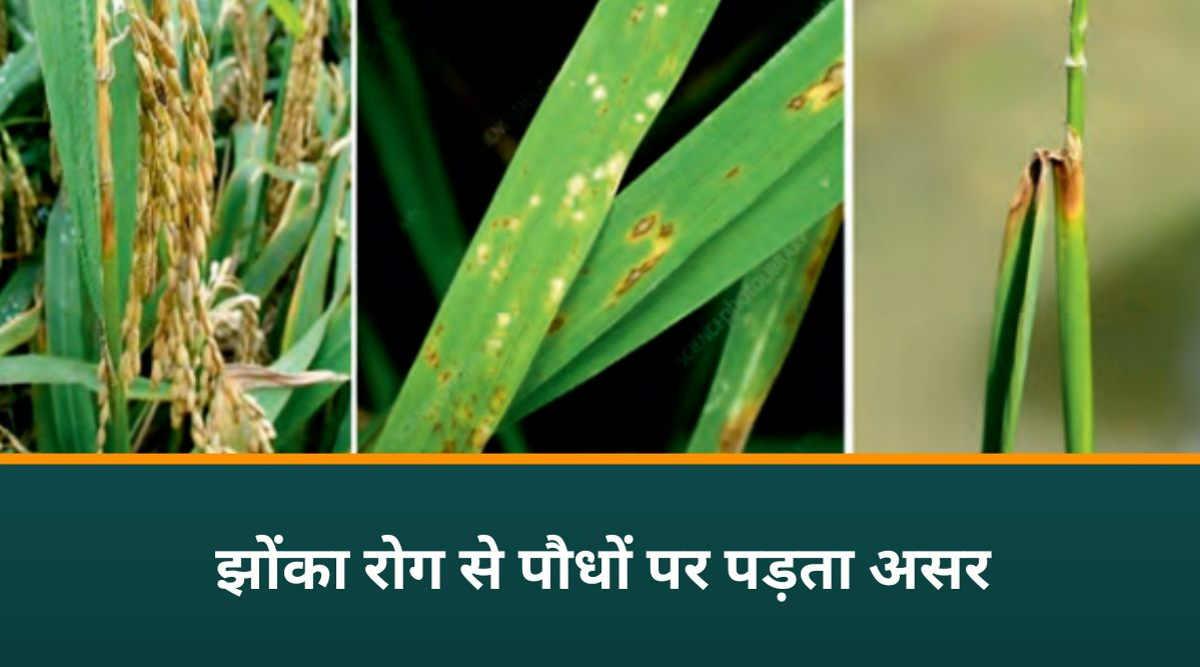 बासमती धान के रोग 2