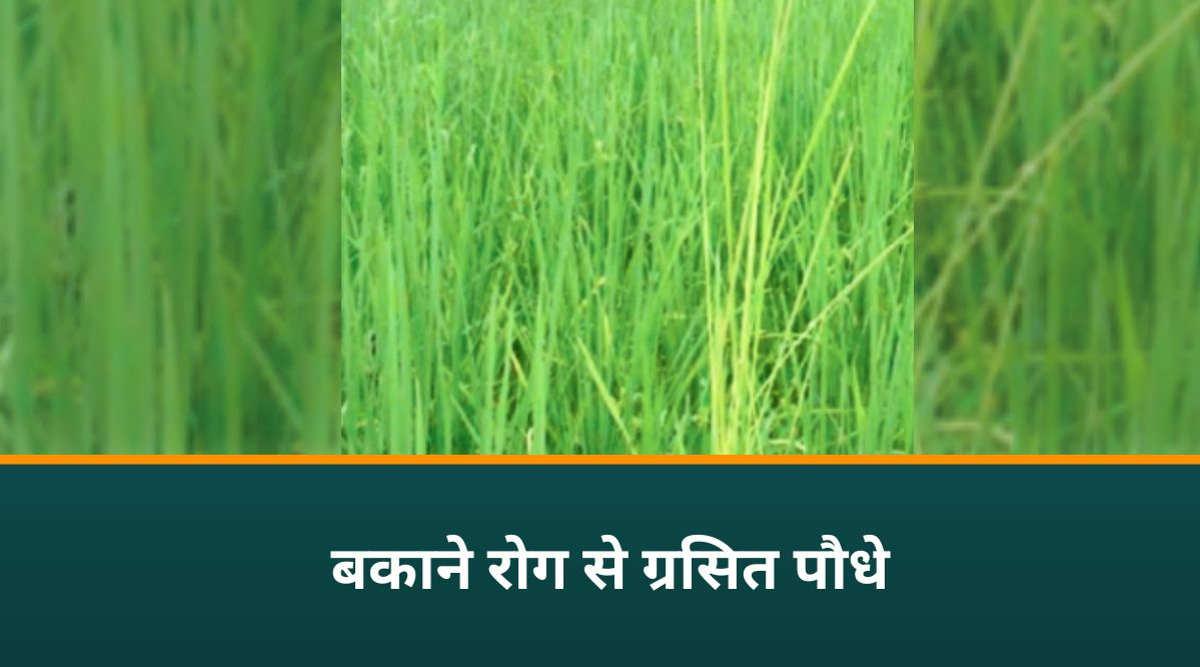बासमती धान के रोग बकाने रोग