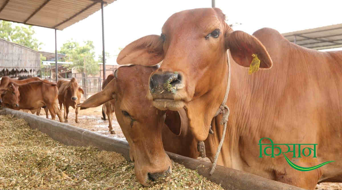 मॉनसून में मवेशियों की सही देखभाल मॉनसून में मवेशियों की सही देखभाल