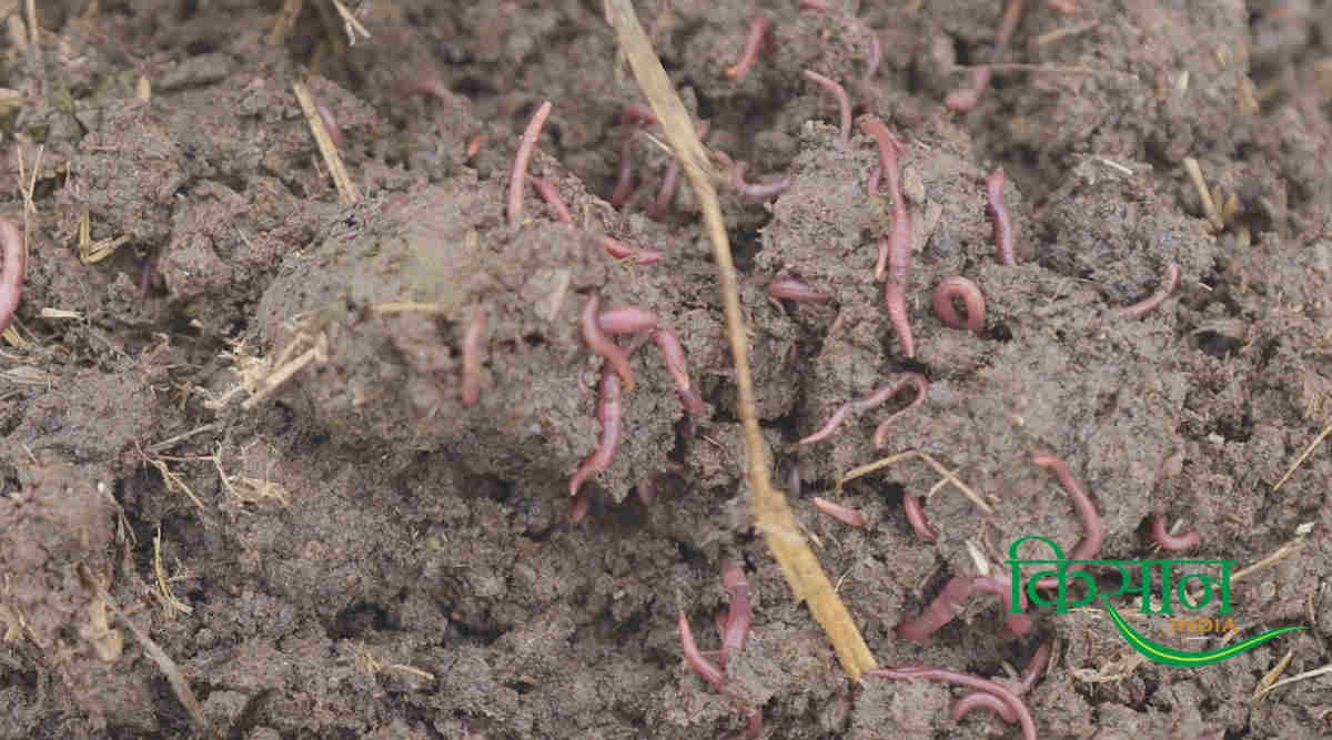 वर्मीकम्पोस्ट व्यवसाय vermicompost business