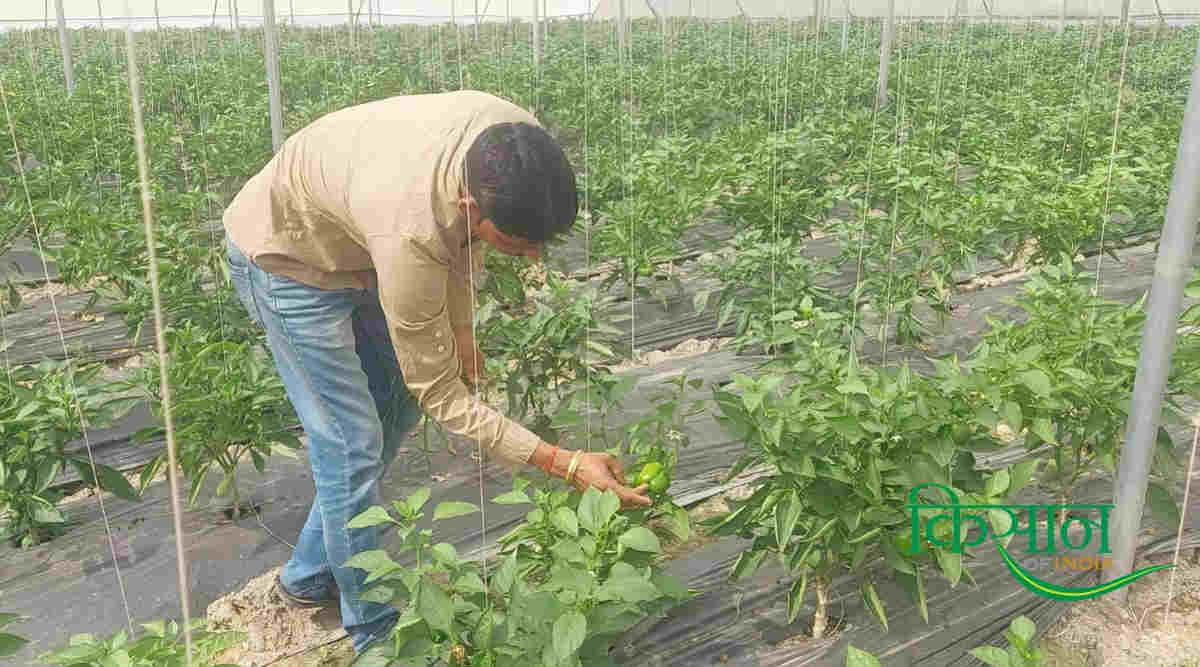 प्लास्टिक मल्चिंग तकनीक (Plastic mulching)