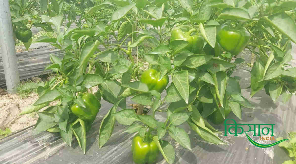 प्लास्टिक मल्चिंग तकनीक (Plastic mulching)