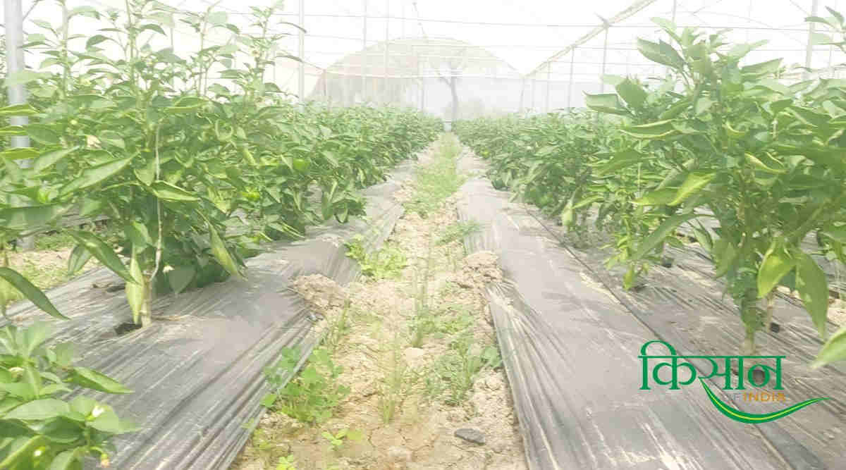Capsicum In Polyhouse पॉलीहाउस में शिमला मिर्च 4