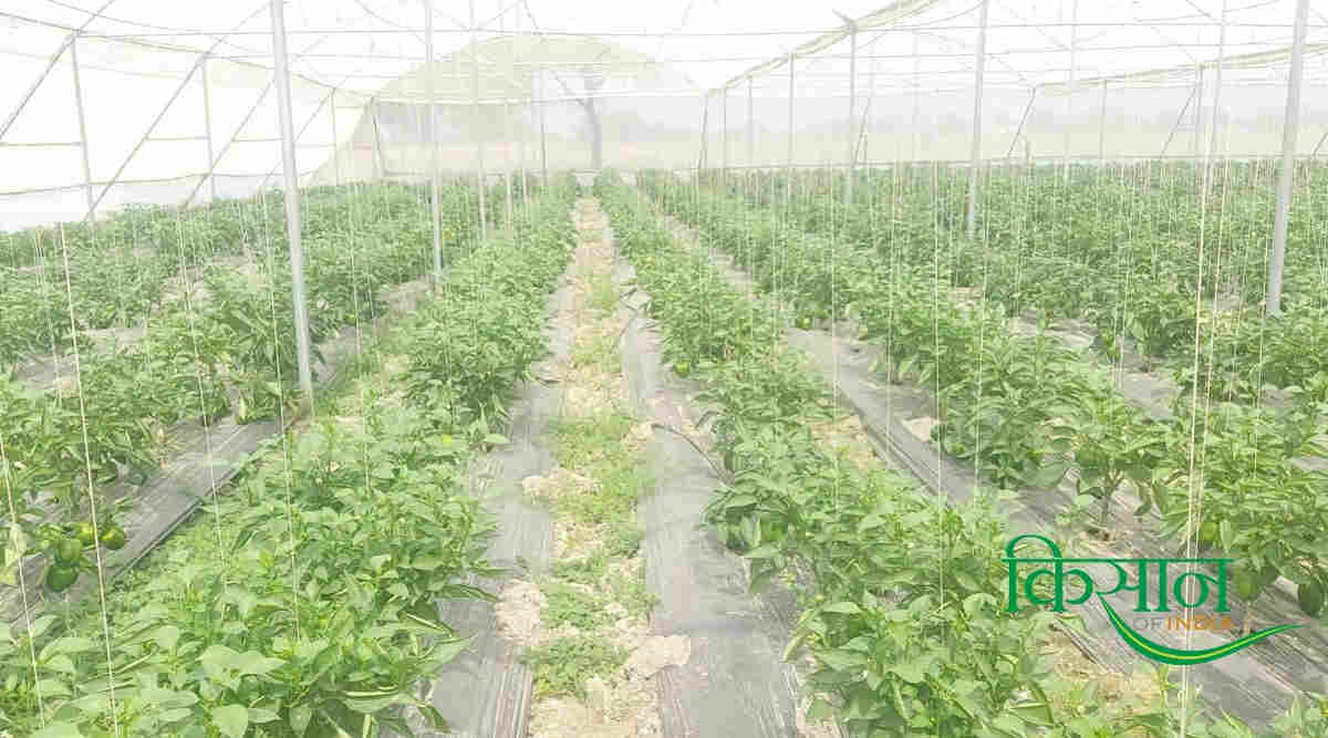 प्लास्टिक मल्चिंग तकनीक (Plastic mulching)
