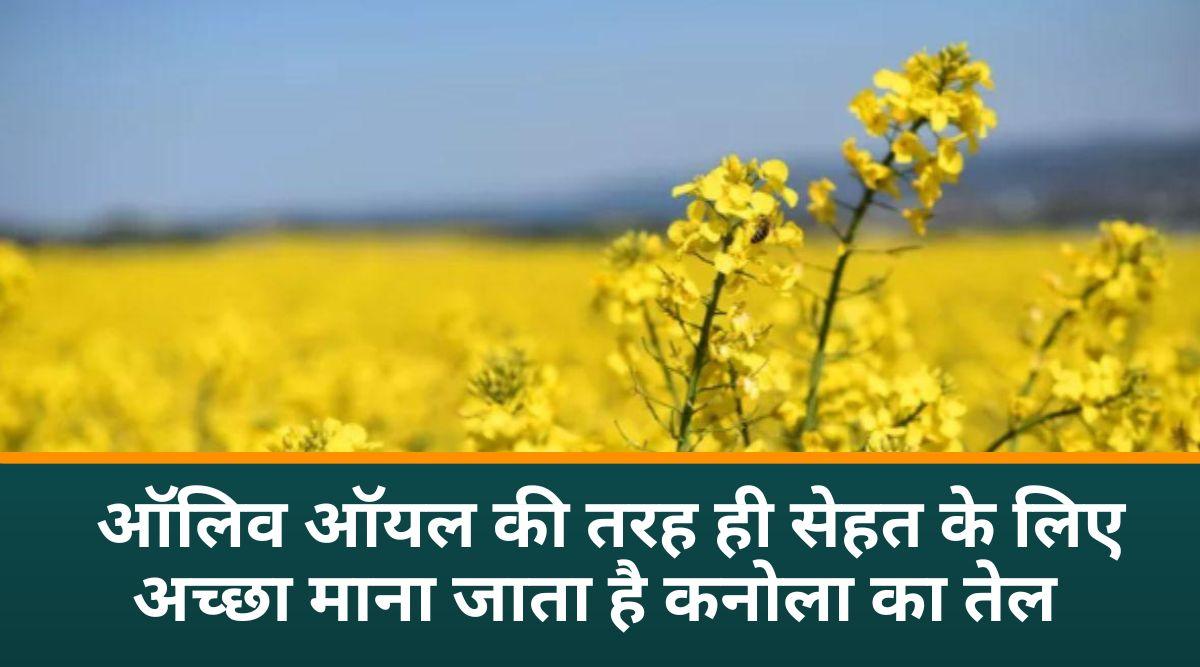कनोला सरसों 3