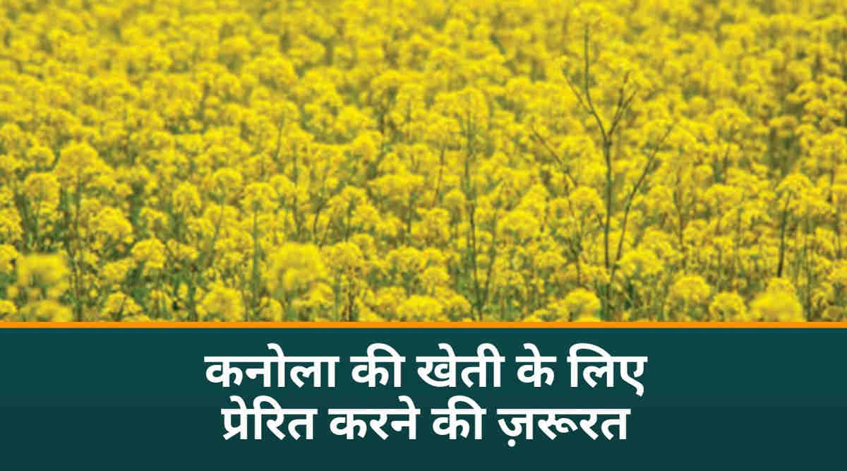 कनोला सरसों 3