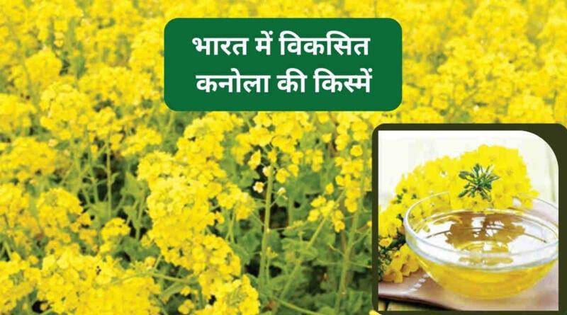 कनोला सरसों (Rapeseed or Canola)