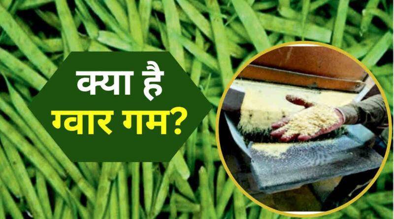ग्वार गम (Guar Gum)
