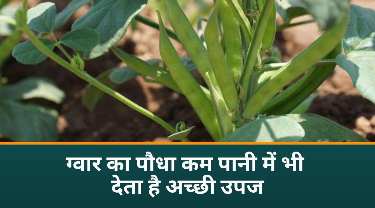 ग्वार गम 
