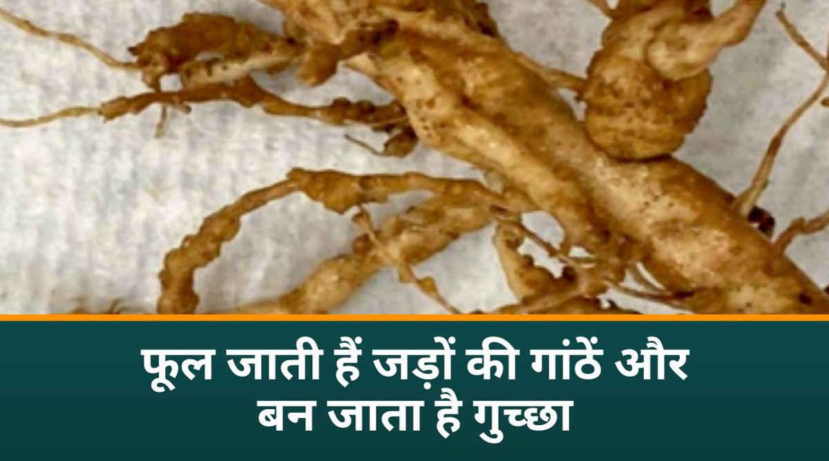 जड़-गांठ सूत्रकृमि