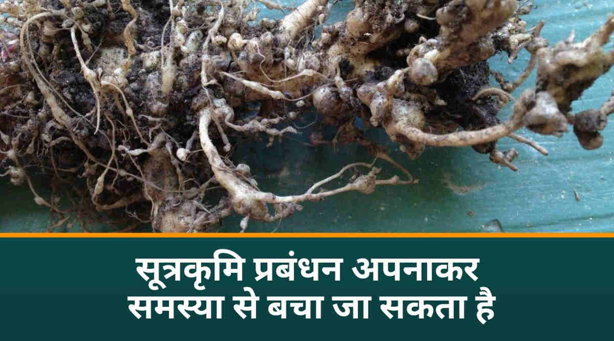 जड़-गांठ सूत्रकृमि