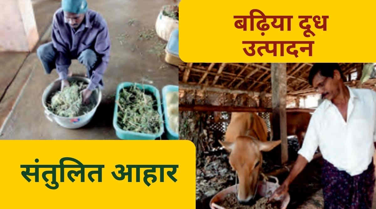 संतुलित आहार से बढ़ेगी दूध की गुणवत्ता, इसके लिए ICAR ने विकसित किया फ़ीड पूरक