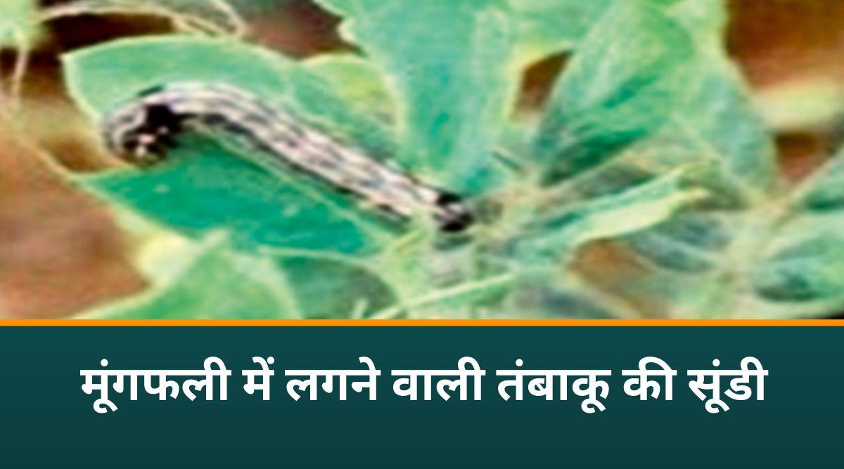 मूंगफली की फसल 3