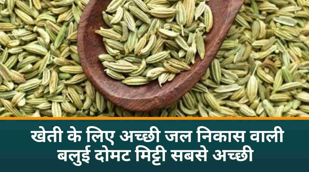 लखनवी सौंफ 2