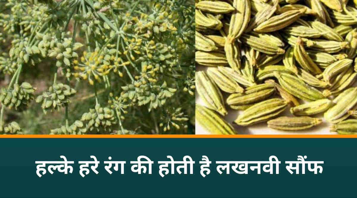 लखनवी सौंफ