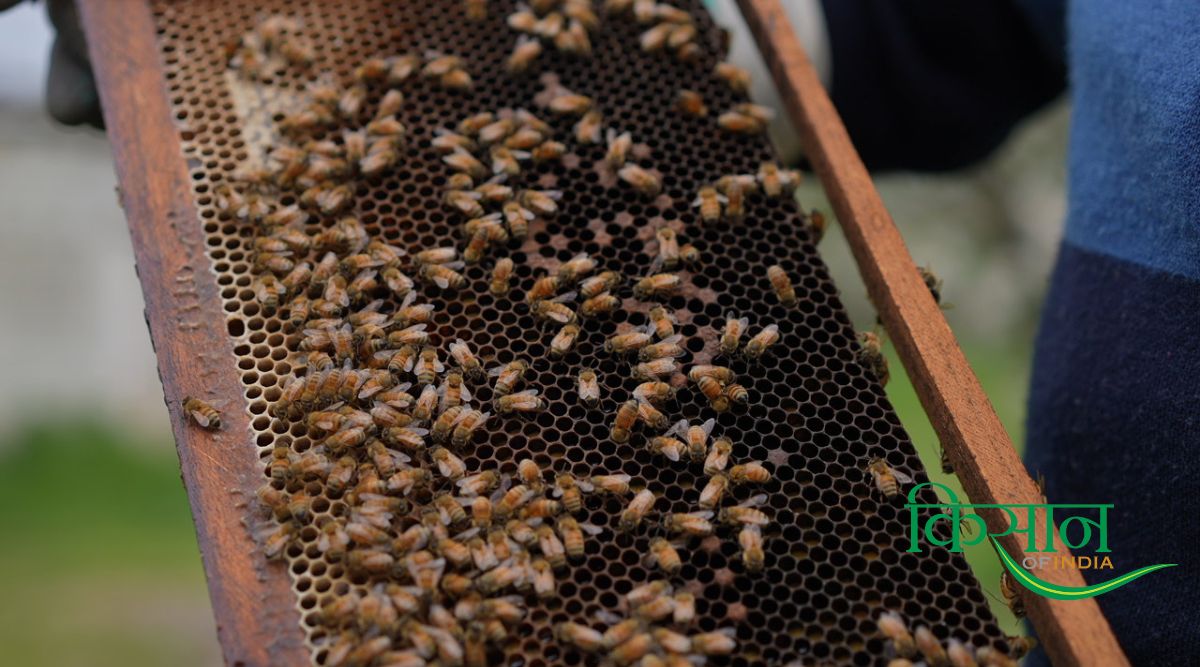 Apiculture: कैसे कृषि और मधुमक्खी पालन के बीच है दिलचल्प संबंध? किसानों-युवाओं को भा रही Beekeeping