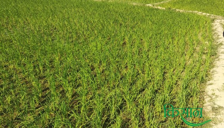 Seed Production बीज उत्पादन व्यवसाय