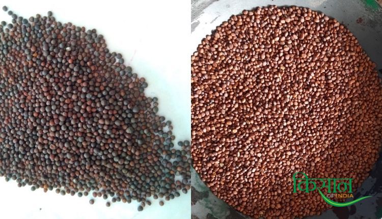 Seed Production बीज उत्पादन व्यवसाय 6