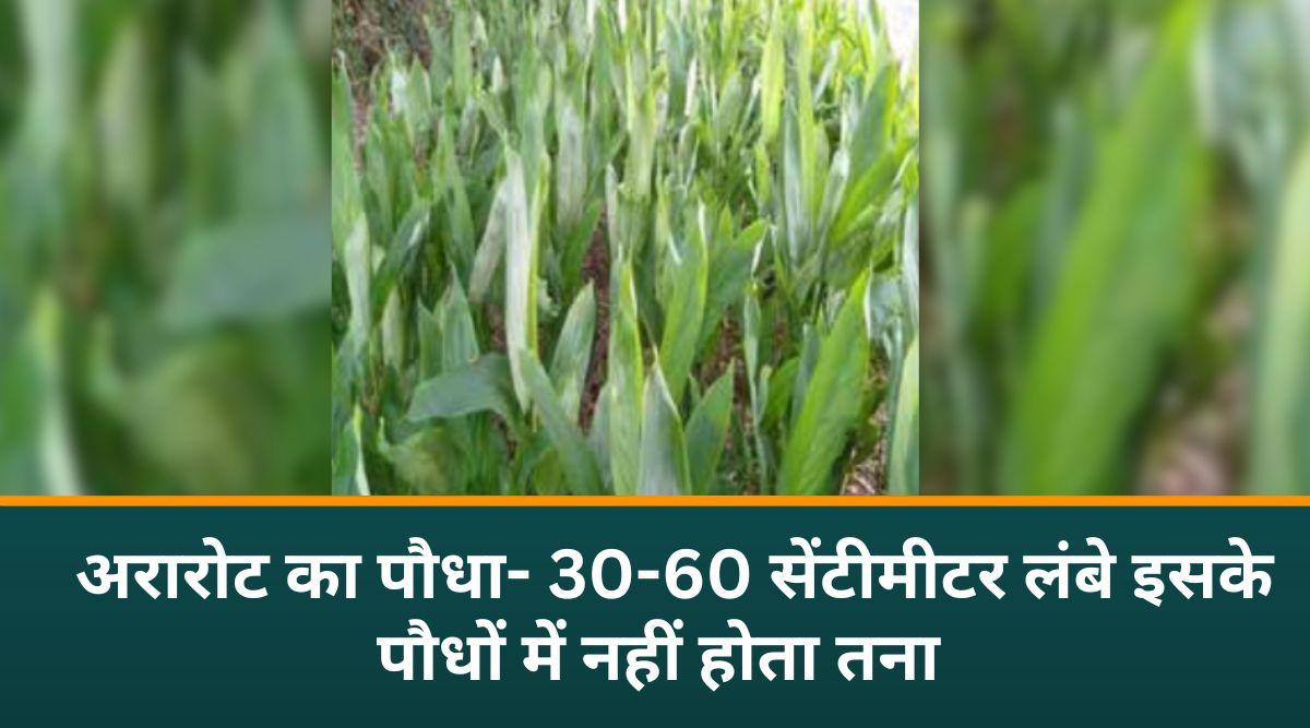 अरारोट की खेती