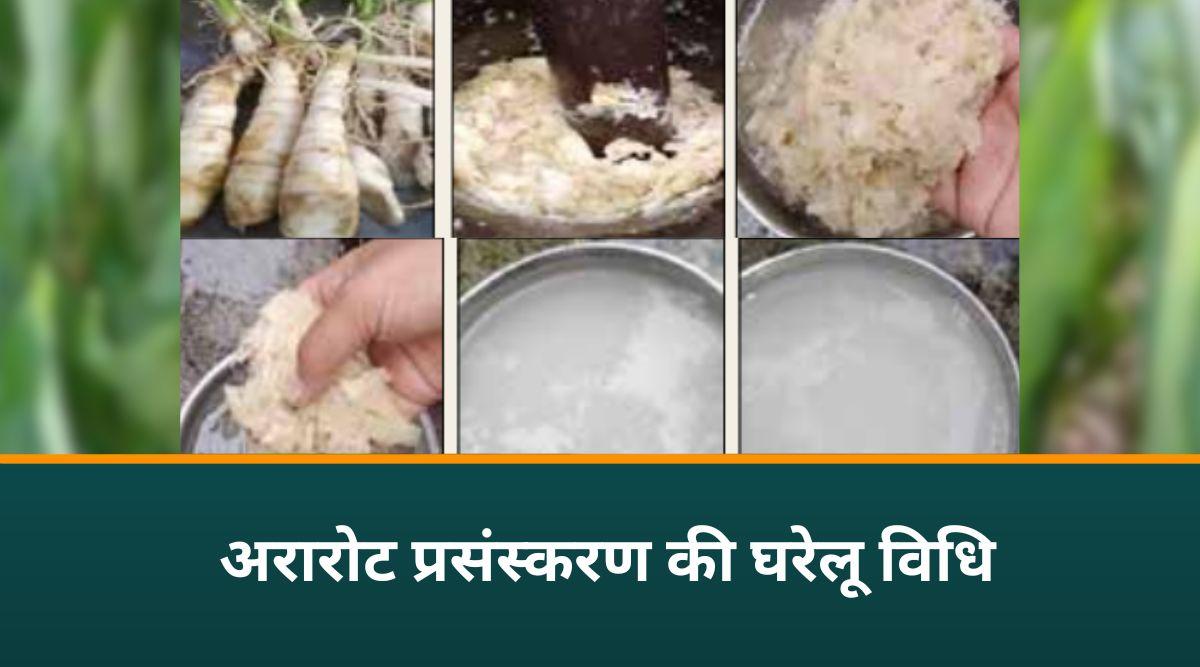 अरारोट की खेती