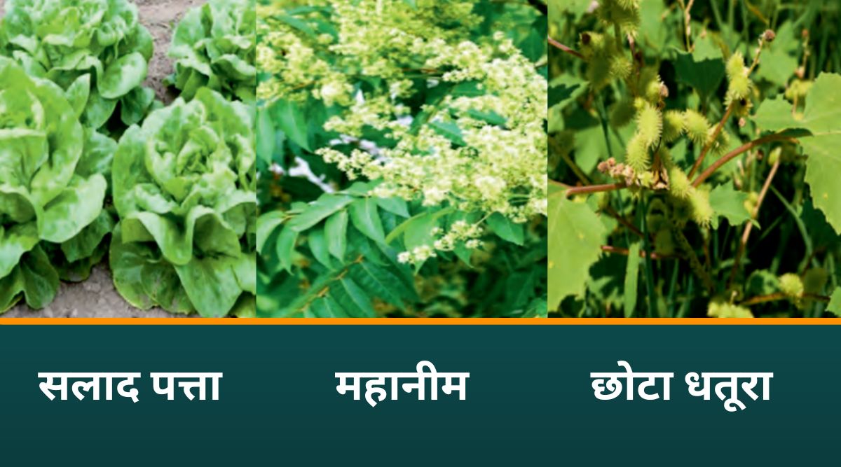 जैविक विधि से खरपतवार नियंत्रण 2