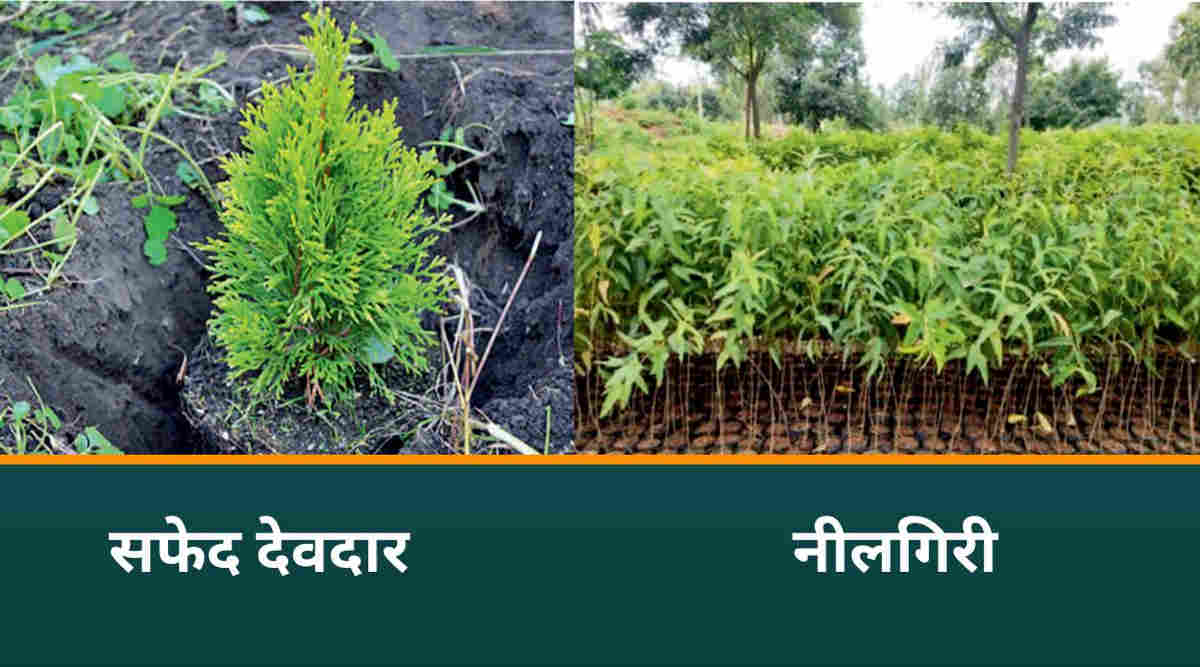 जैविक विधि से खरपतवार नियंत्रण 3