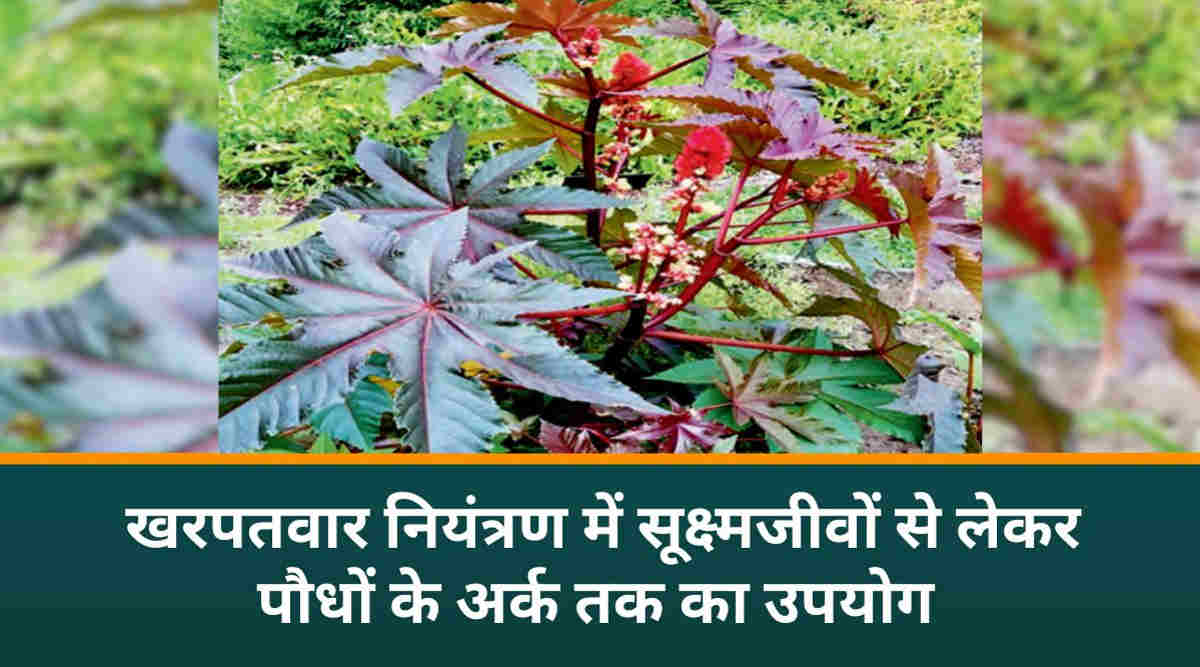 जैविक विधि से खरपतवार नियंत्रण 4