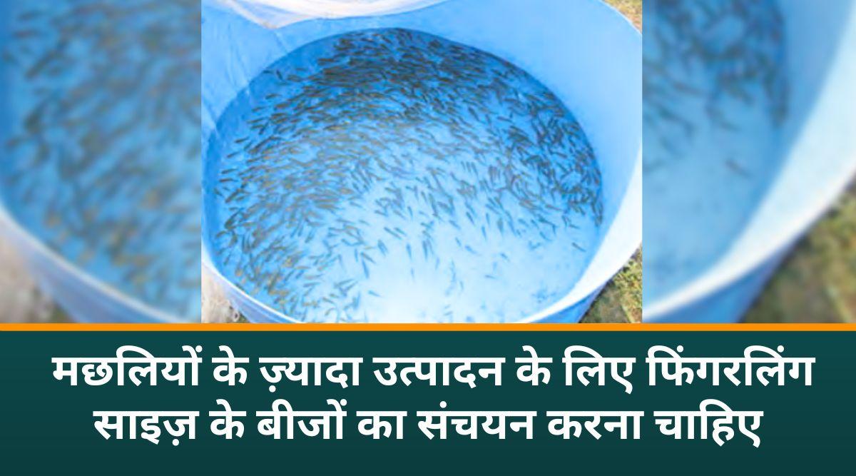 नर्सरी तालाब में कार्प मछली उत्पादन 2