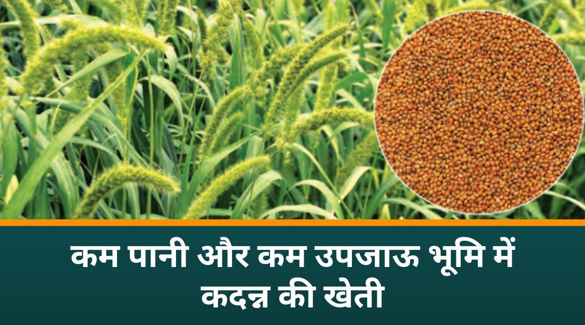 पौष्टिक अनाज कदन्न की प्रोसेसिंग 